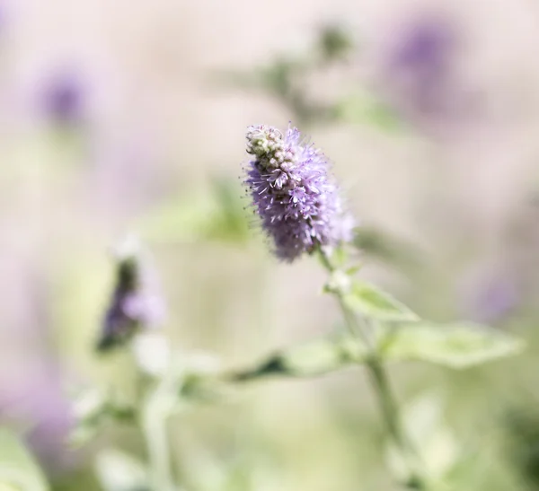 Natuur — Stockfoto