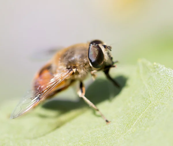 Natur — Stockfoto