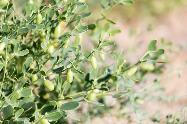 Natur — Stockfoto