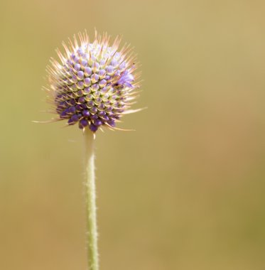 Doğa