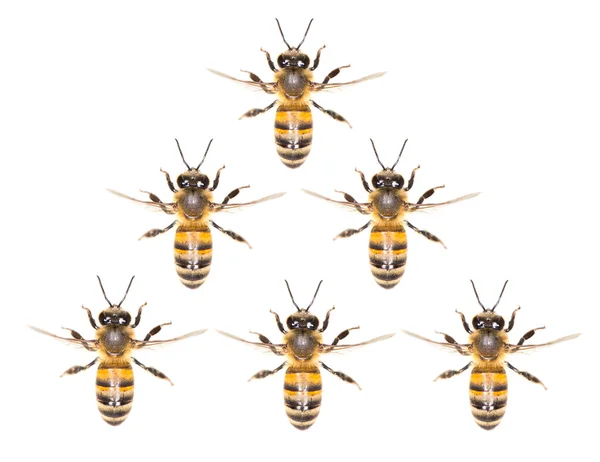 Um enxame de abelhas sobre um fundo branco — Fotografia de Stock