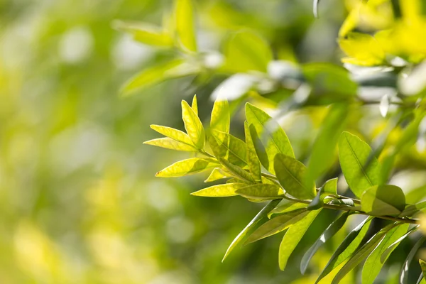 Natura — Foto Stock