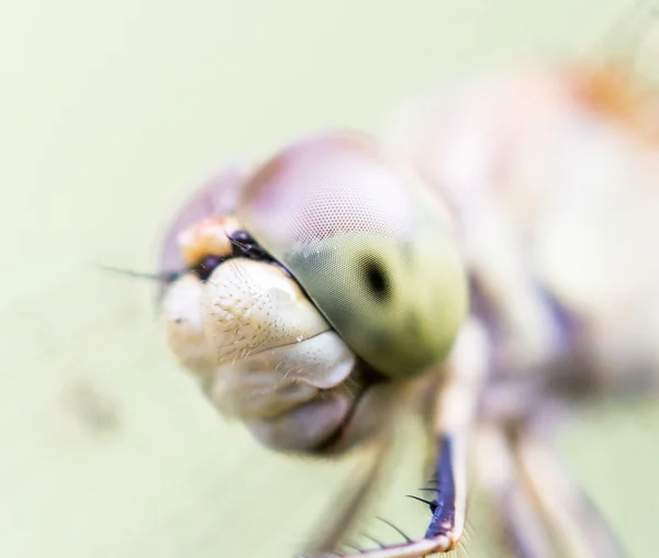 Nature — Stock Photo, Image