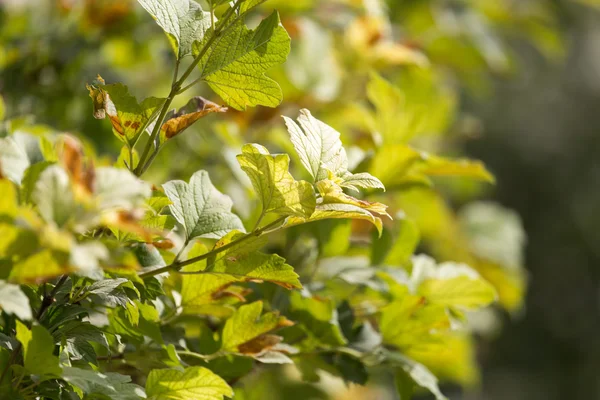 Natur — Stockfoto