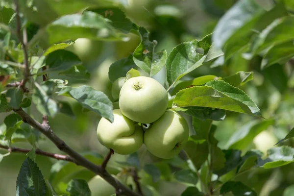 Natuur — Stockfoto