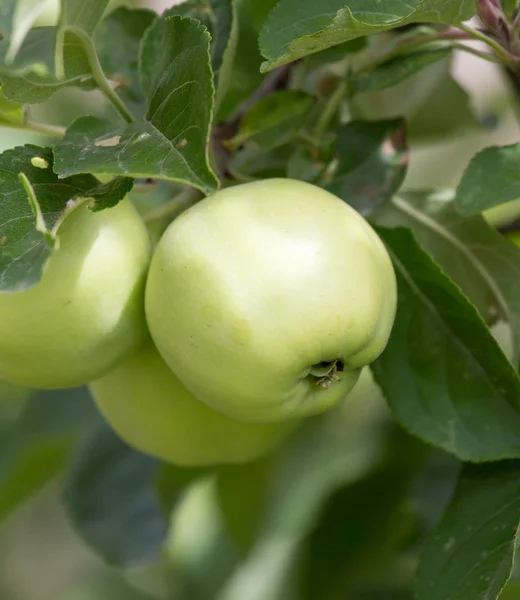 Nature — Stock Photo, Image