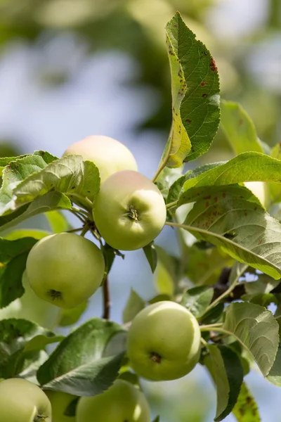 Natuur — Stockfoto