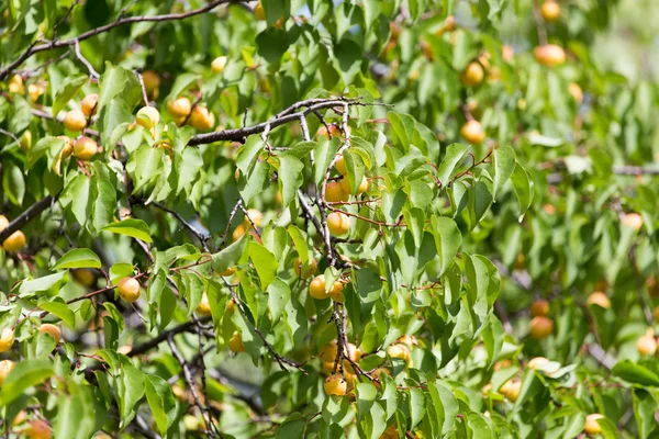 Nature — Stock Photo, Image