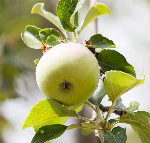 Naturaleza — Foto de Stock