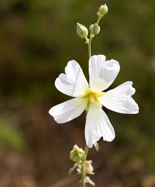 Nature — Stock Photo, Image