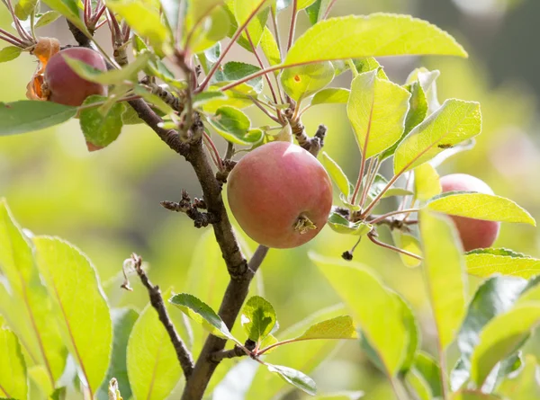 Natur — Stockfoto