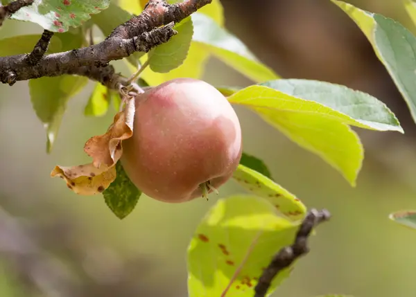 Natur — Stockfoto