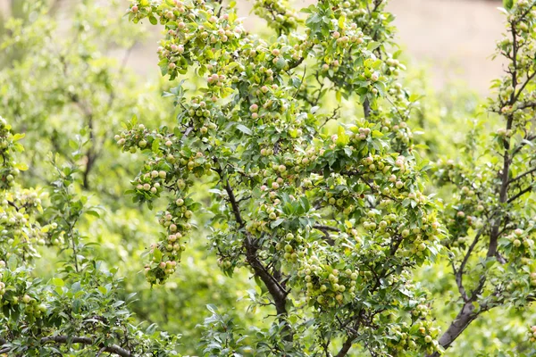 Naturaleza —  Fotos de Stock