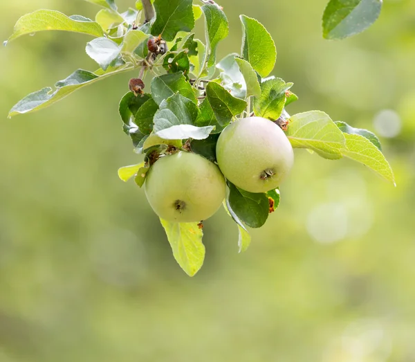 Naturaleza — Foto de Stock