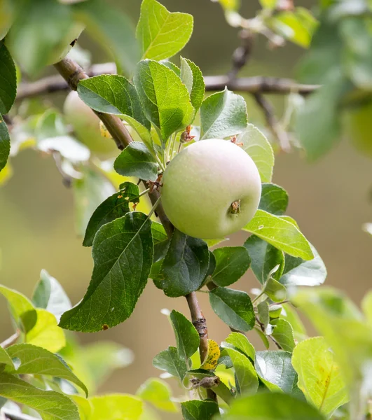 Naturaleza — Foto de Stock