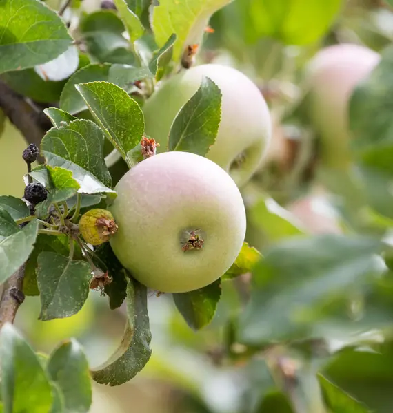 Natur — Stockfoto