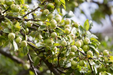Ağaç dalında olgun elmalar