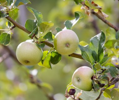 Ağaç dalında olgun elmalar
