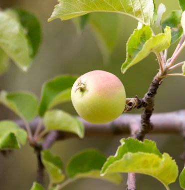 Ağaç dalında olgun elmalar