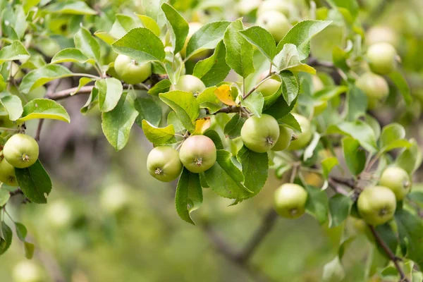 Nature — Stock Photo, Image