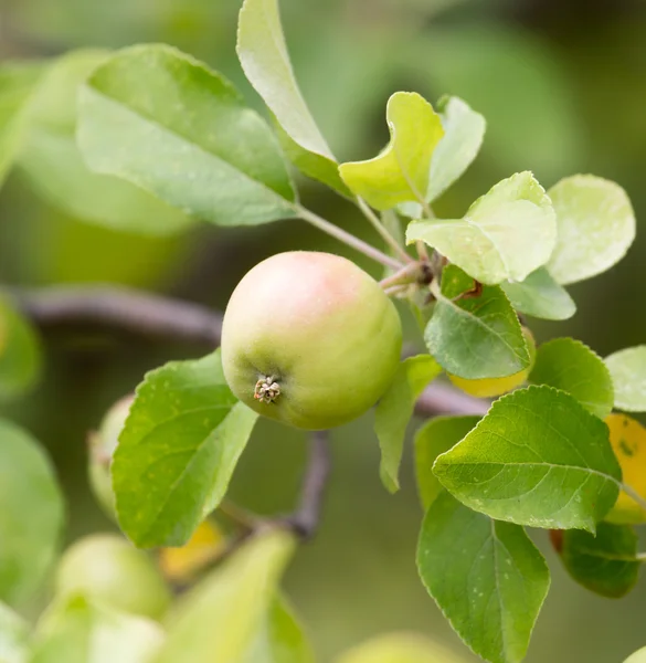 Nature — Stock Photo, Image