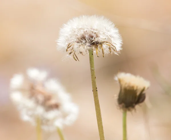 Natuur — Stockfoto