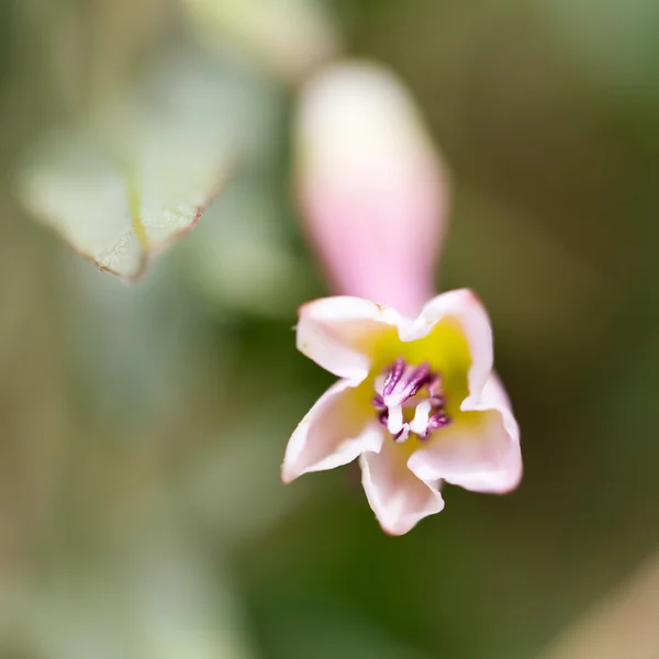 Natur — Stockfoto