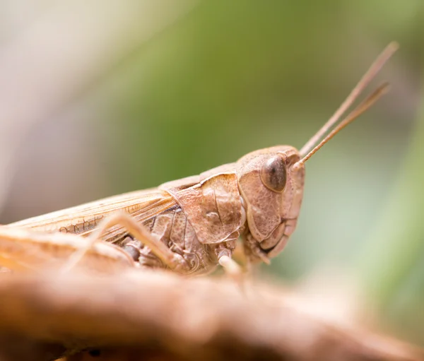 Natuur — Stockfoto