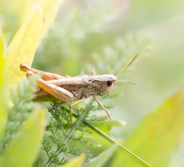 Naturaleza — Foto de Stock