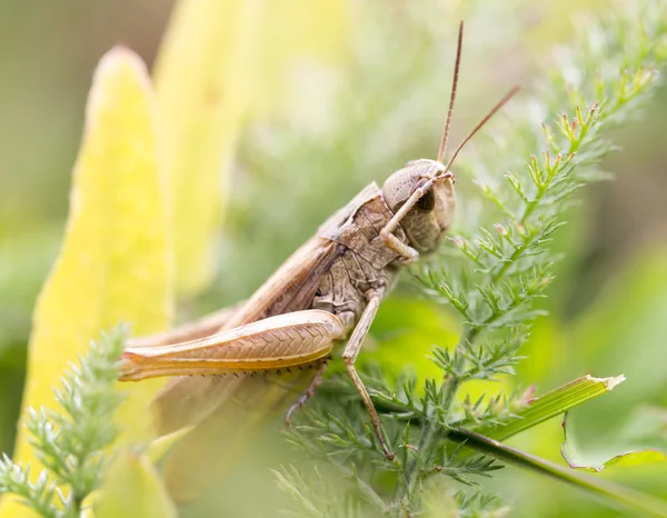 Natureza — Fotografia de Stock