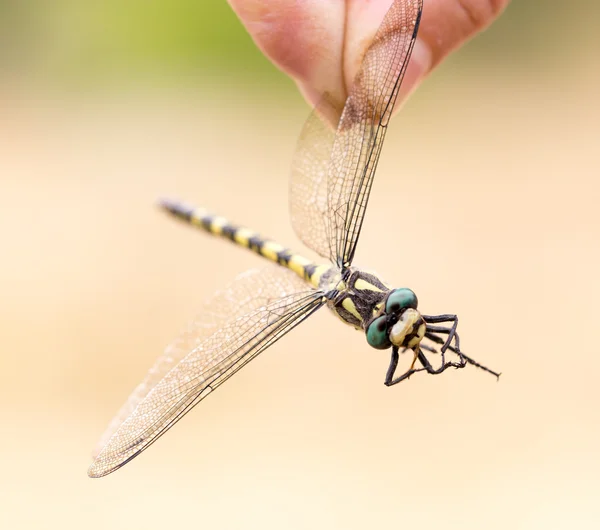 Natuur — Stockfoto