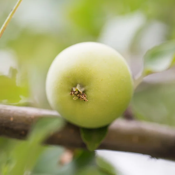 Nature — Stock Photo, Image