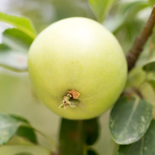 Nature — Stock Photo, Image