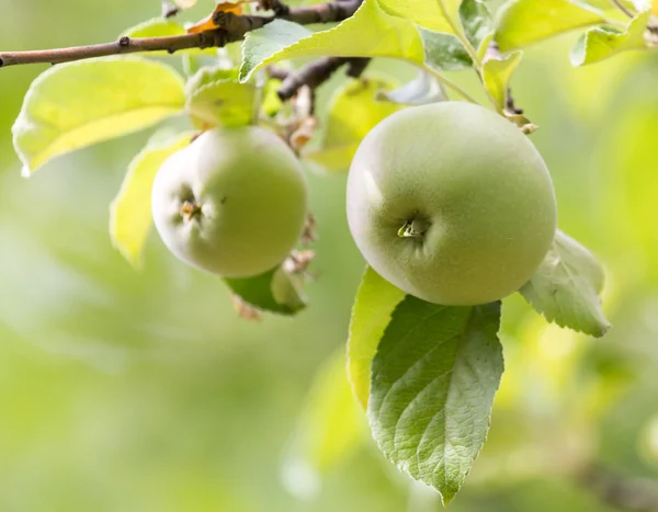 Mele mature su un ramo d'albero — Foto Stock