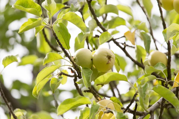 Ripe apples on a tree branch — Stock Photo, Image