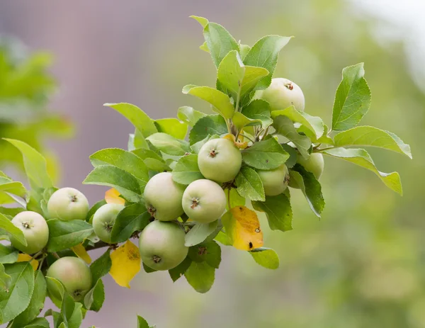 Manzanas maduras en una rama de árbol — Foto de Stock