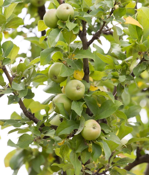 Manzanas maduras en una rama de árbol — Foto de Stock