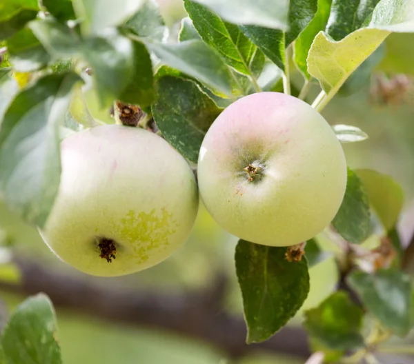 Manzanas maduras en una rama de árbol —  Fotos de Stock