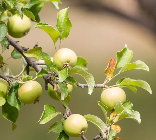 Manzanas maduras en una rama de árbol — Foto de Stock