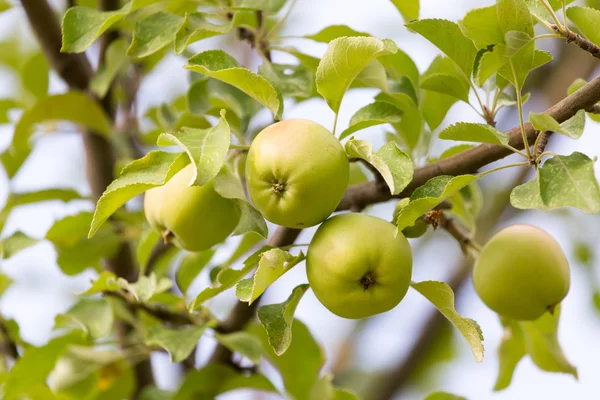 Manzanas maduras en una rama de árbol — Foto de Stock