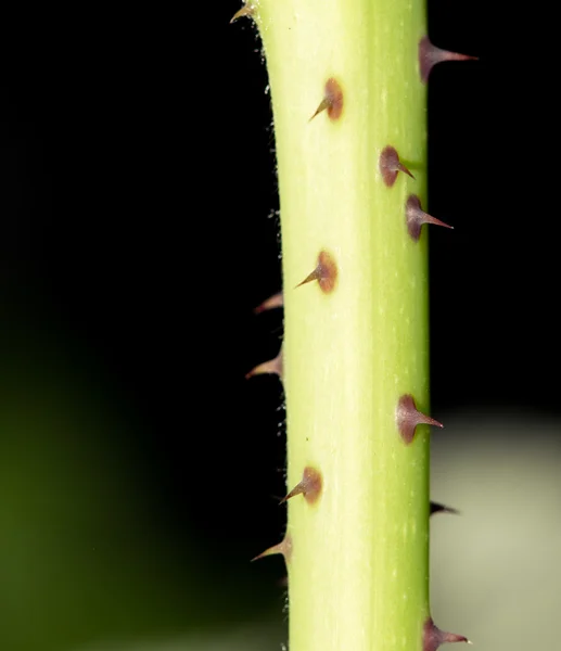 Hintergrund — Stockfoto