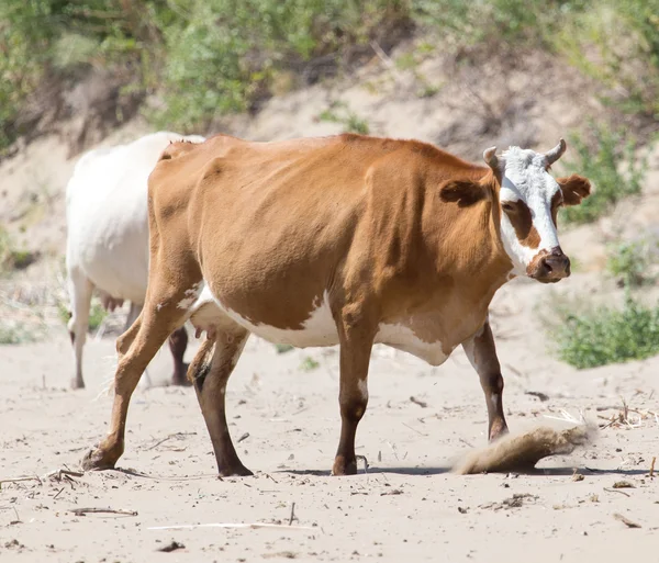 Animal — Stock Photo, Image