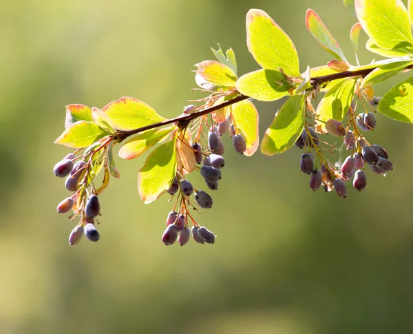 Naturaleza —  Fotos de Stock