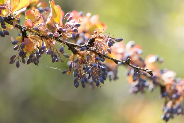 Naturaleza — Foto de Stock