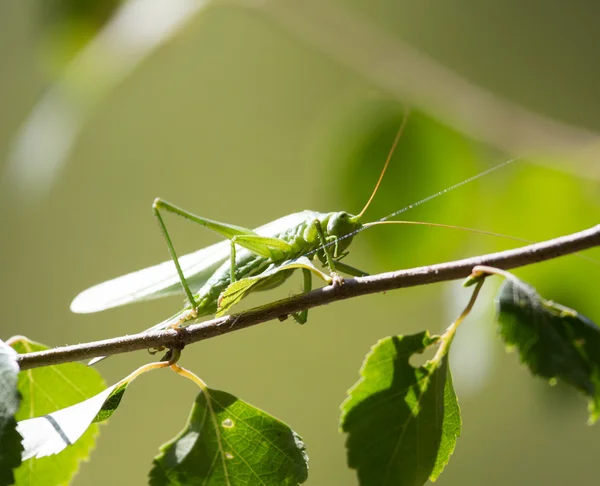 Natureza — Fotografia de Stock