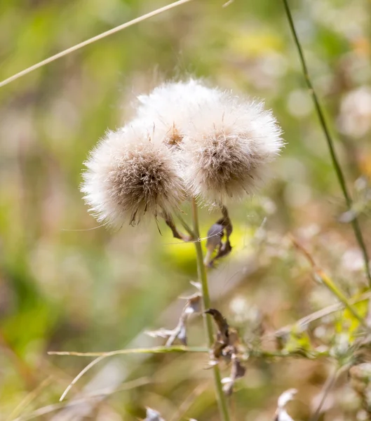 Natuur — Stockfoto