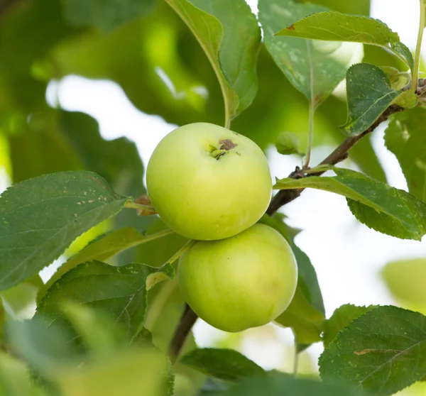 Nature — Stock Photo, Image