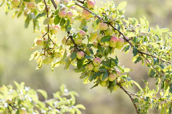 Naturaleza — Foto de Stock