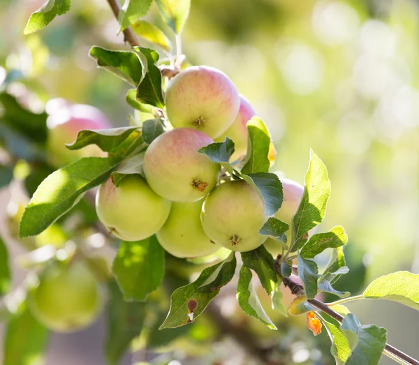 Nature — Stock Photo, Image