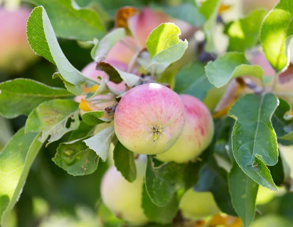 Nature — Stock Photo, Image